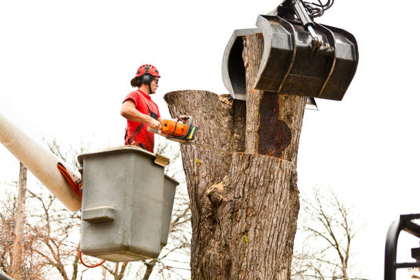 Best Utility Line Clearance  in Clarendon, TX